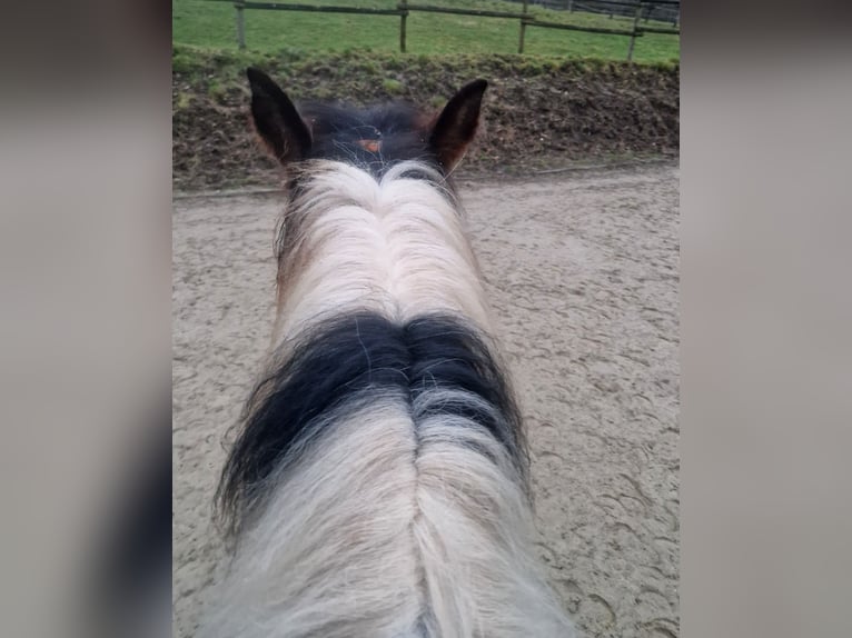 Paint Horse Mare 3 years 15,1 hh Tobiano-all-colors in Mettmann