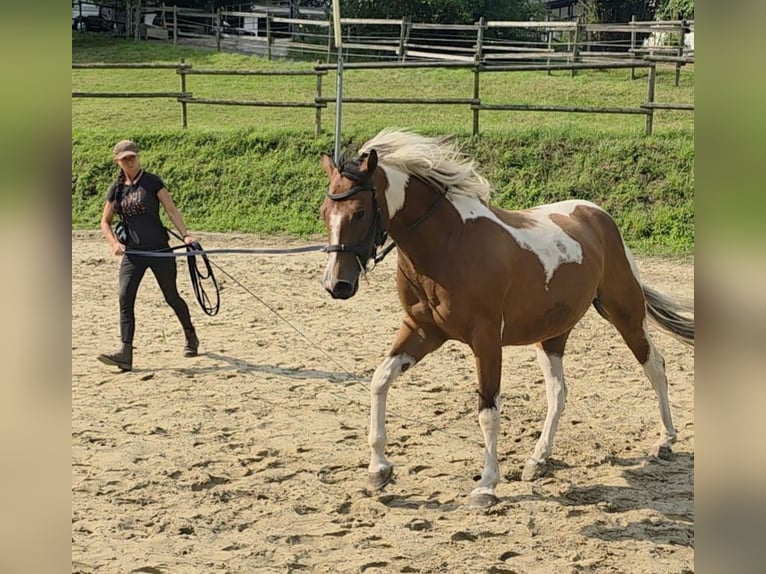 Paint Horse Mare 3 years 15,1 hh Tobiano-all-colors in Mettmann