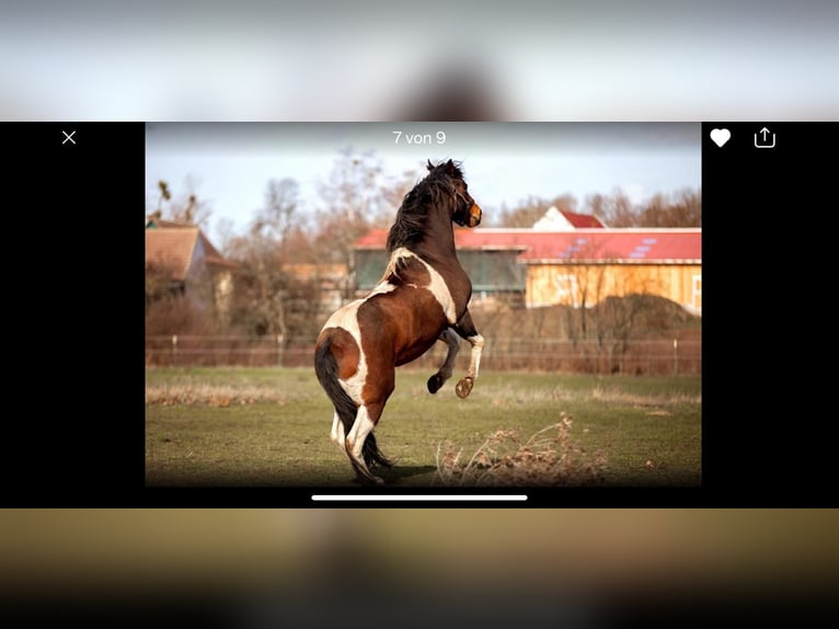 Paint Horse Mare 3 years 15,1 hh Tobiano-all-colors in Mettmann