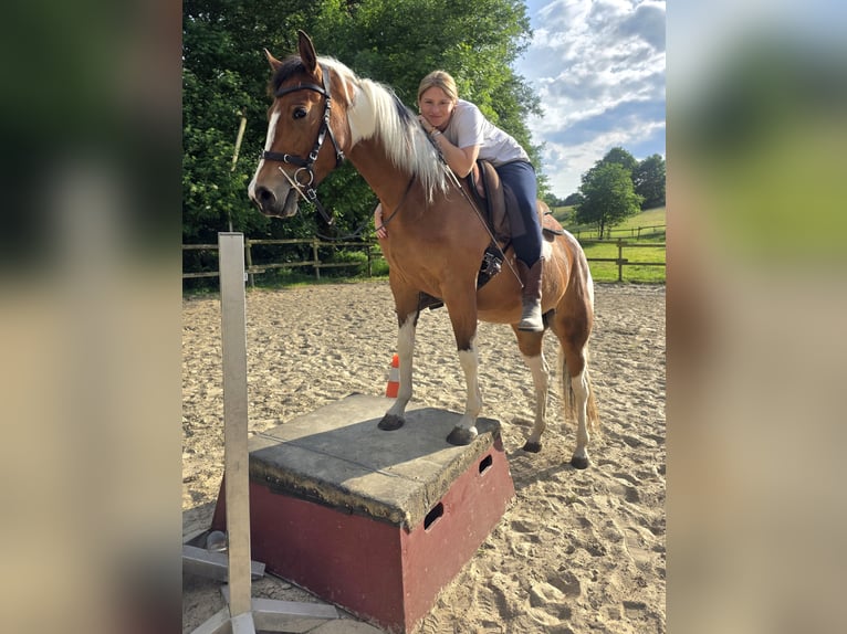 Paint Horse Mare 3 years 15,1 hh Tobiano-all-colors in Mettmann