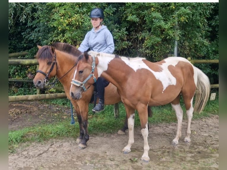 Paint Horse Mare 3 years 15,1 hh Tobiano-all-colors in Mettmann