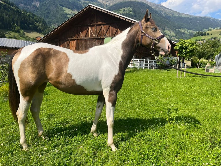 Paint Horse Mare 3 years Buckskin in Sankt Leonhard in Passeier