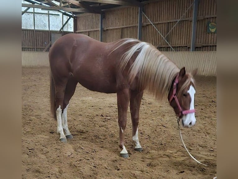 Paint Horse Mare 3 years Chestnut-Red in Etgersleben