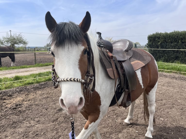 Paint Horse Mix Mare 4 years 13,3 hh Pinto in Coswig