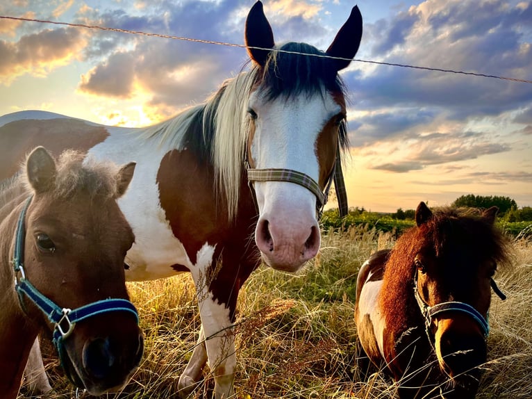 Paint Horse Mix Mare 4 years 13,3 hh Tobiano-all-colors in Lutherstadt Wittenberg