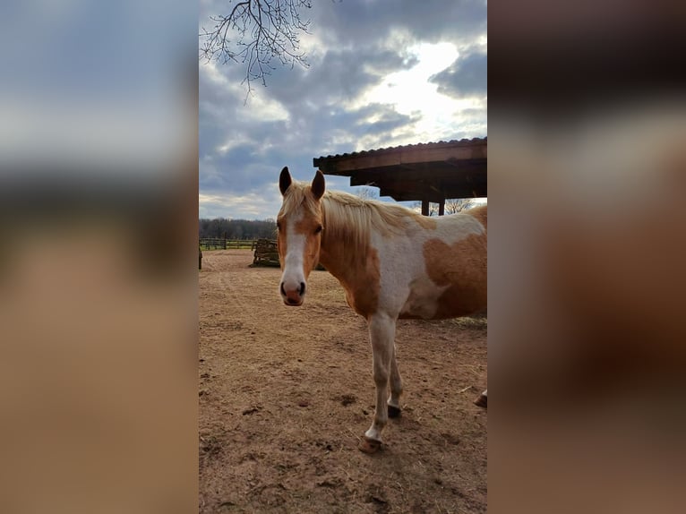 Paint Horse Mare 4 years 14,2 hh Palomino in Wasbek