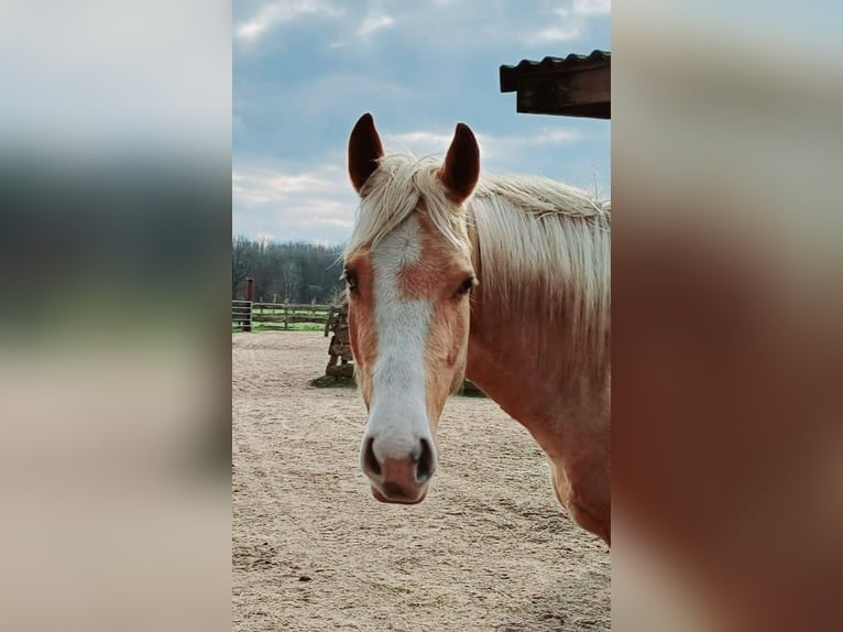 Paint Horse Mare 4 years 14,2 hh Palomino in Wasbek