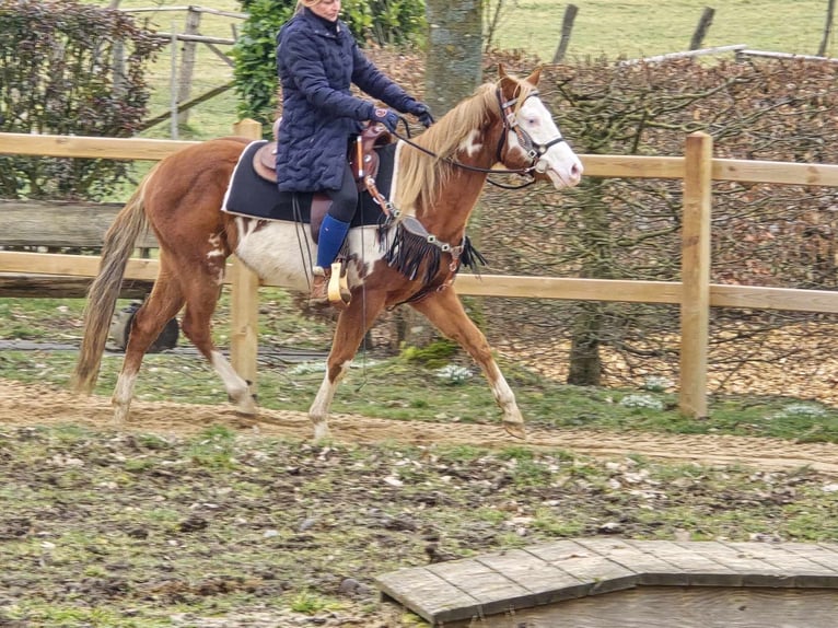 Paint Horse Mix Mare 4 years 14,2 hh Pinto in Linkenbach