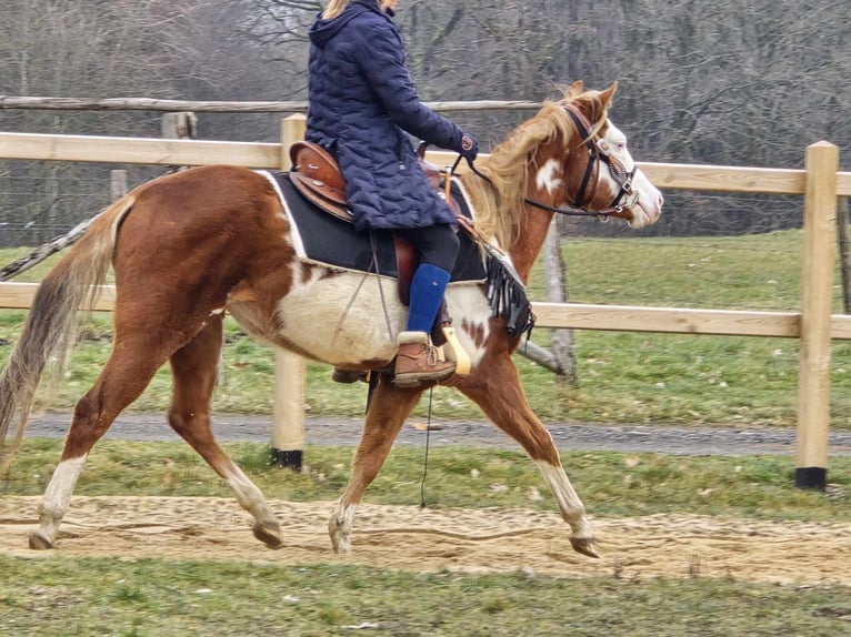 Paint Horse Mix Mare 4 years 14,2 hh Pinto in Linkenbach