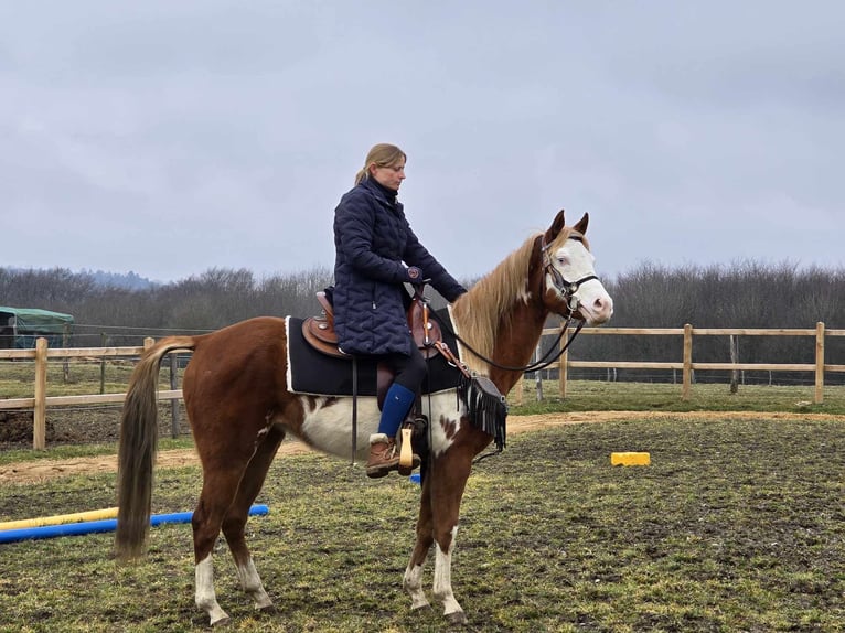 Paint Horse Mix Mare 4 years 14,2 hh Pinto in Linkenbach