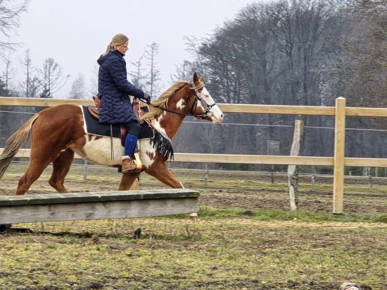 Paint Horse Mix Mare 4 years 14,2 hh Pinto in Linkenbach