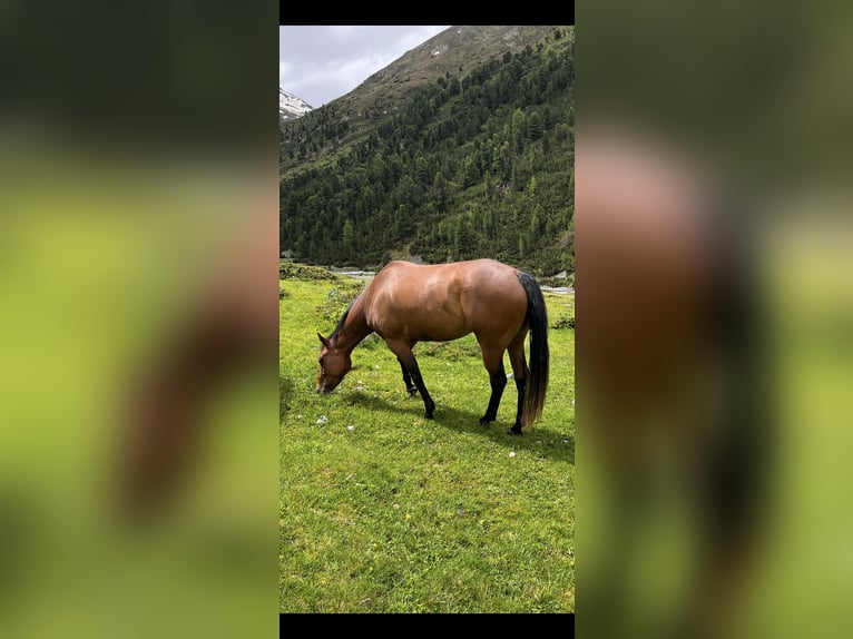 Paint Horse Mare 4 years 14,3 hh Brown in Freidorf TG