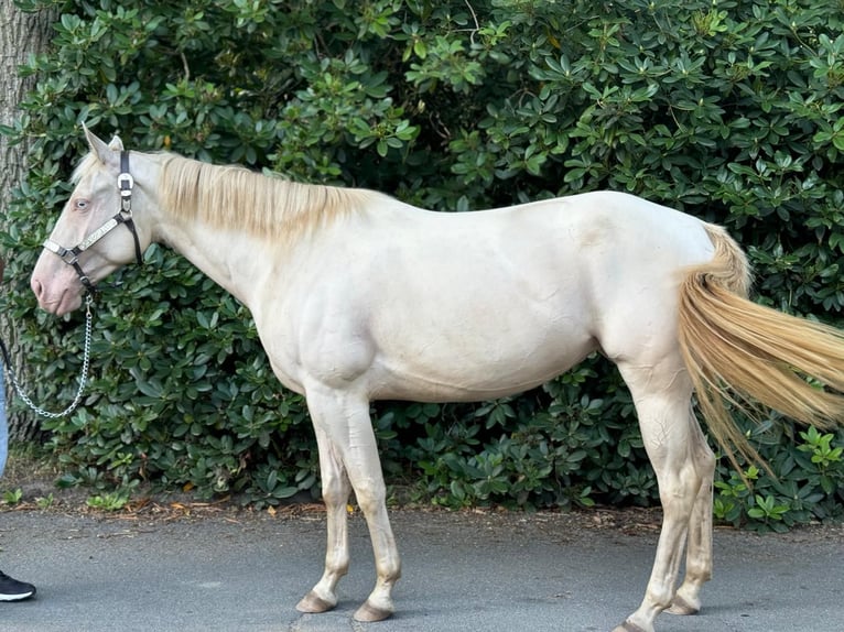 Paint Horse Mare 4 years 14,3 hh Perlino in Bomlitz