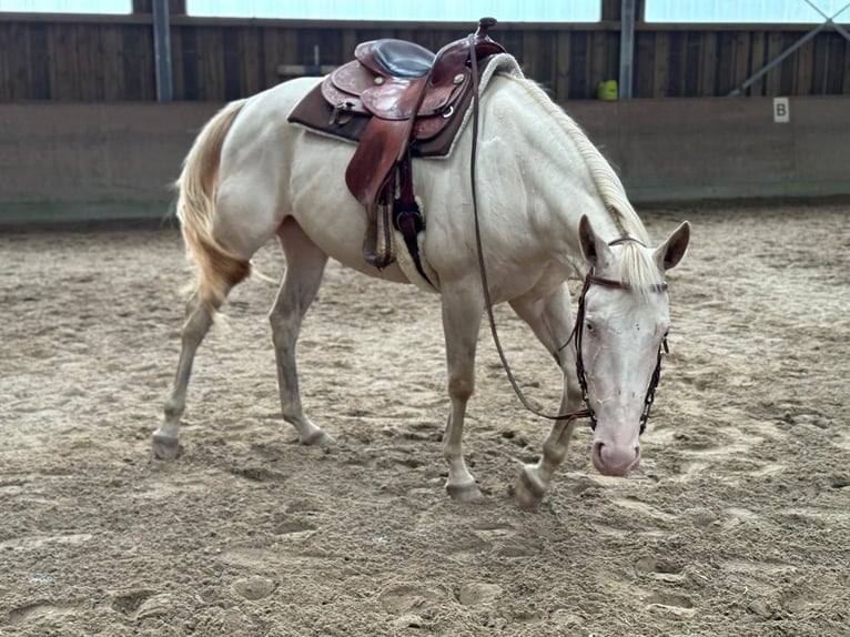 Paint Horse Mare 4 years 14,3 hh Perlino in Bomlitz