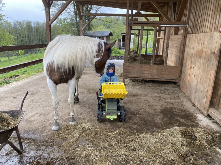 Paint Horse Mare 4 years 14,3 hh Tobiano-all-colors in Patersdorf