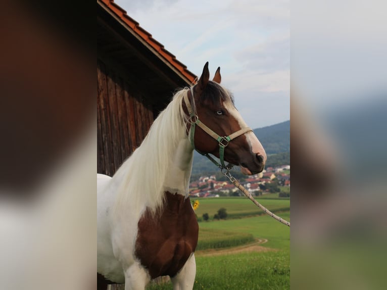 Paint Horse Mare 4 years 14,3 hh Tobiano-all-colors in Patersdorf