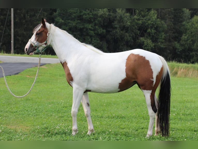 Paint Horse Mare 4 years 14,3 hh Tobiano-all-colors in Patersdorf