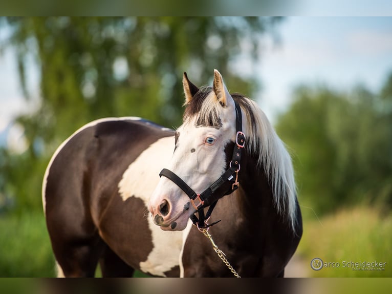 Paint Horse Mare 4 years 14 hh in Fu&#xDF;ach