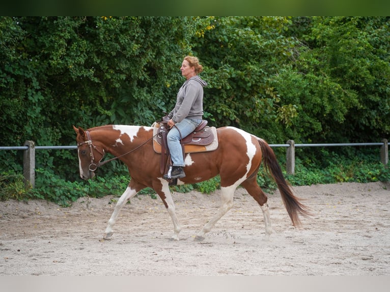 Paint Horse Mare 4 years 14,1 hh Tobiano-all-colors in Wallerfangen
