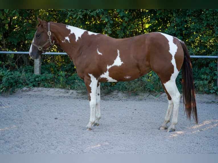Paint Horse Mare 4 years 14,1 hh Tobiano-all-colors in Wallerfangen