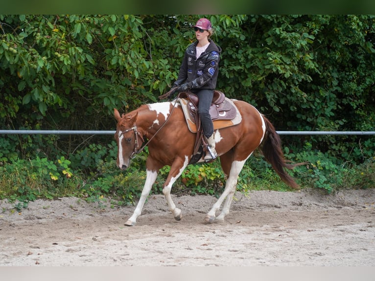 Paint Horse Mare 4 years 14,1 hh Tobiano-all-colors in Wallerfangen