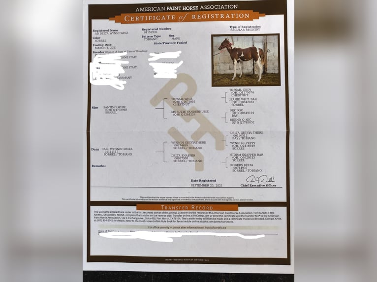 Paint Horse Mare 4 years 14,1 hh Tobiano-all-colors in Wallerfangen