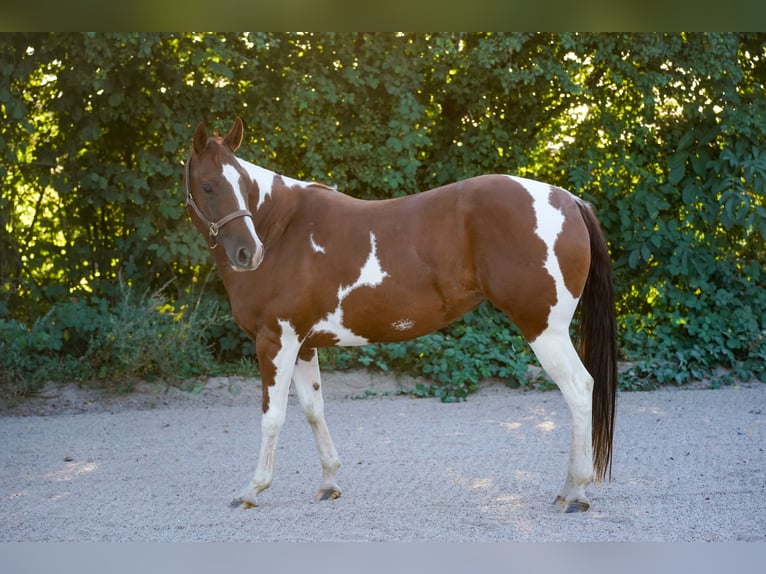 Paint Horse Mare 4 years 14,1 hh Tobiano-all-colors in Wallerfangen