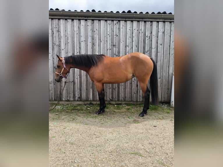 Paint Horse Mare 4 years 14,2 hh Brown in Nideggen
