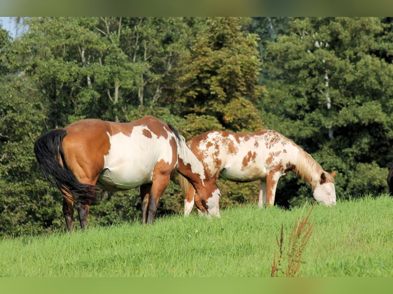 Paint Horse Mare 4 years 14,2 hh Overo-all-colors in Bautzen