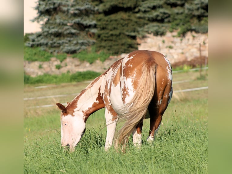 Paint Horse Mare 4 years 14,2 hh Overo-all-colors in Bautzen Paint Horse Mare 4 years 14,2 hh Overo-all-colors in Bautzen