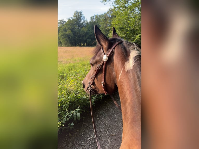Paint Horse Mare 4 years 14,3 hh Black in Hennef