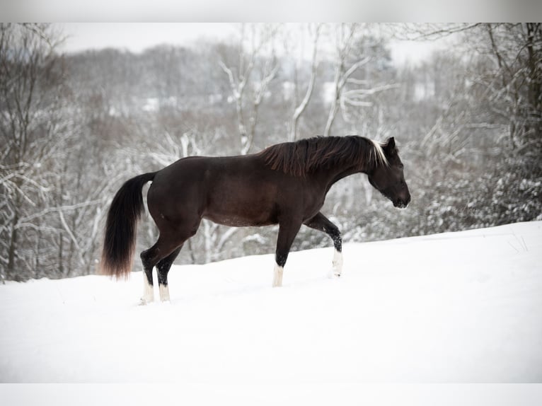 Paint Horse Mare 4 years 14,3 hh Black in Hennef
