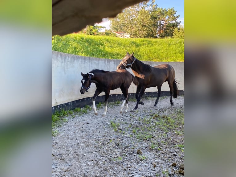 Paint Horse Mare 4 years 14,3 hh Black in Hennef