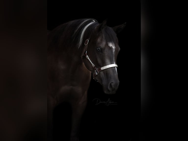 Paint Horse Mare 4 years 14,3 hh Black in Hennef