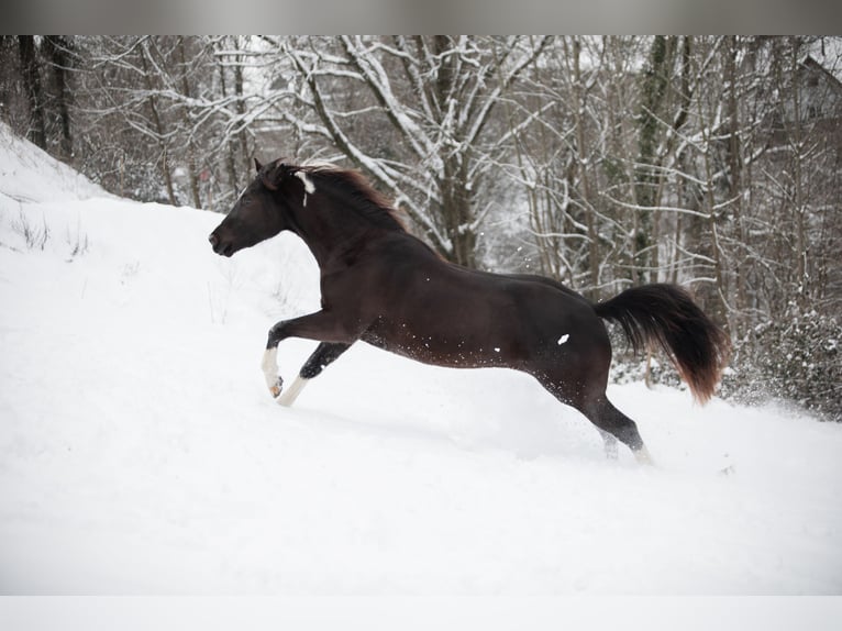 Paint Horse Mare 4 years 14,3 hh Black in Hennef