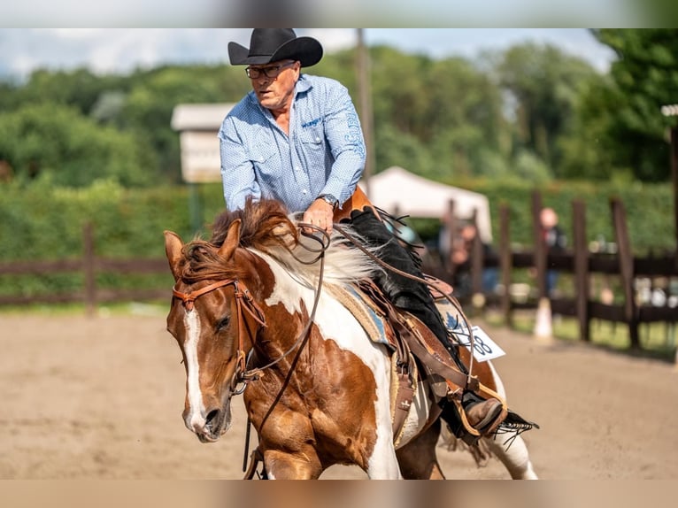 Paint Horse Mare 4 years 14,3 hh Tobiano-all-colors in Bergkamen