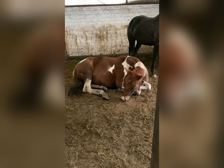 Paint Horse Mix Mare 4 years 15,1 hh Pinto in Oldendorf