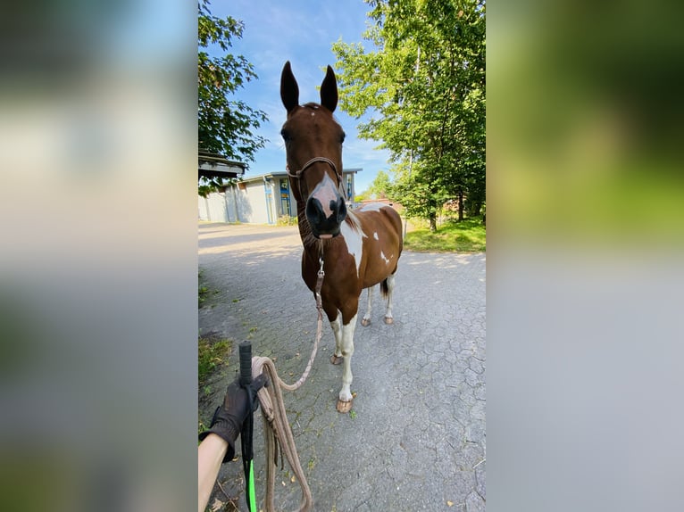 Paint Horse Mix Mare 4 years 15,1 hh Pinto in Oldendorf