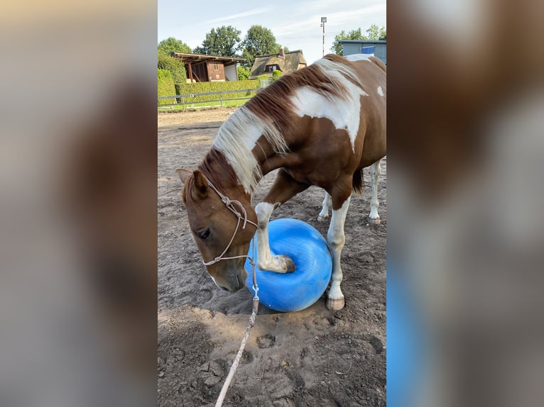 Paint Horse Mix Mare 4 years 15,1 hh Pinto in Oldendorf