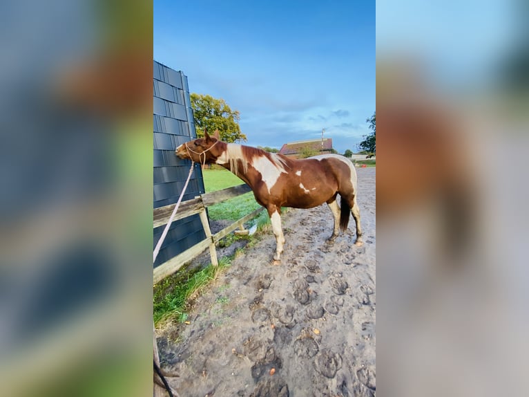 Paint Horse Mix Mare 4 years 15,1 hh Pinto in Oldendorf