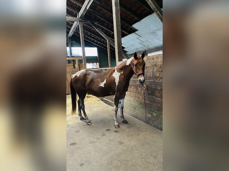 Paint Horse Mix Mare 4 years 15,1 hh Pinto in Oldendorf