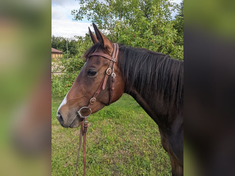 Paint Horse Mare 4 years 15,2 hh Brown in Bermatingen