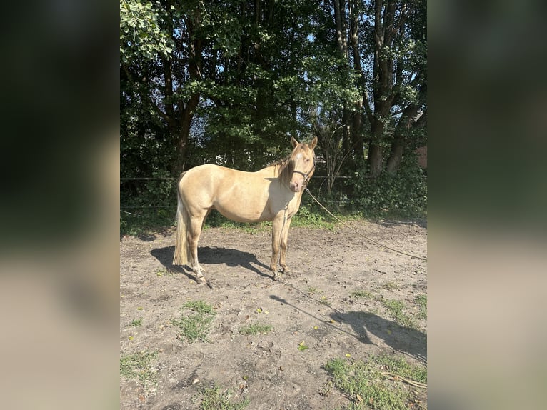 Paint Horse Mare 4 years 15 hh Champagne in OttersbergOttersberg