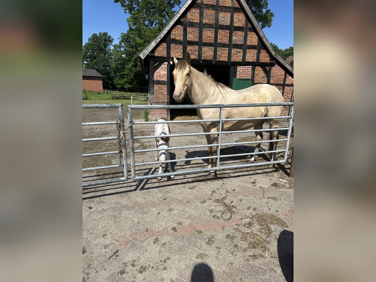 Paint Horse Mare 4 years 15 hh Champagne in OttersbergOttersberg