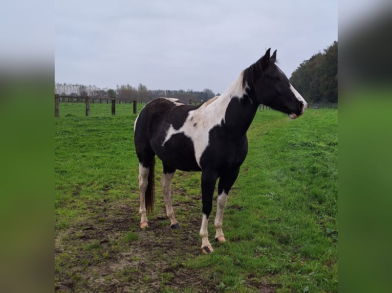 Paint Horse Mare 4 years 15 hh in Gavere