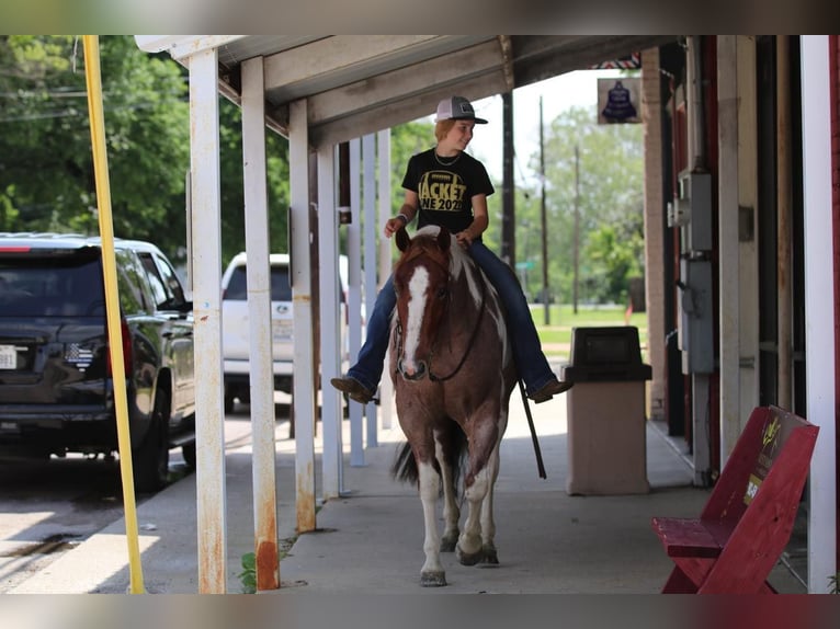 Paint Horse Mare 4 years 15 hh Roan-Red in Pilot Point, TX