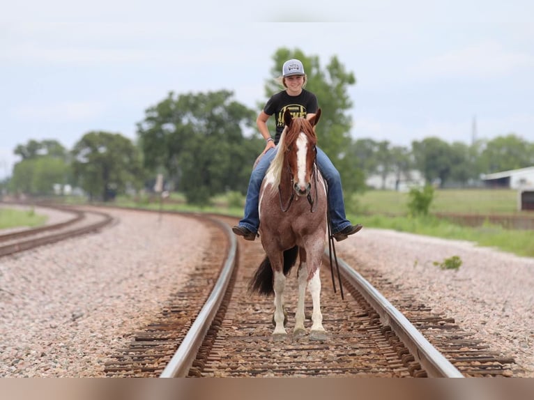 Paint Horse Mare 4 years 15 hh Roan-Red in Pilot Point, TX