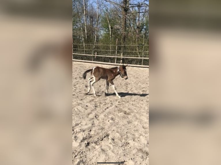 Paint Horse Mix Mare 4 years 15 hh Tobiano-all-colors in Krummhörn