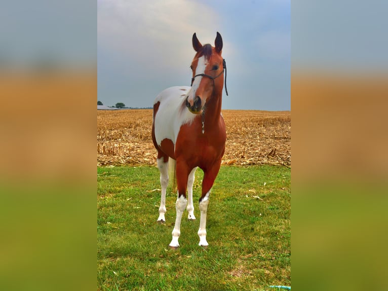 Paint Horse Mare 4 years 15 hh Tobiano-all-colors in Lebanon