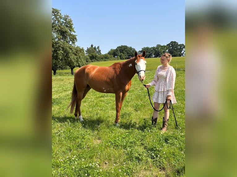 Paint Horse Mare 4 years 15,1 hh Chestnut-Red in friedenstrasse 6